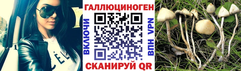 Псилоцибиновые грибы Psilocybe  Пикалёво 